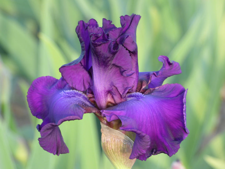 Five O'Clock - Bonus | Tall Bearded Iris – Schreiner's Gardens