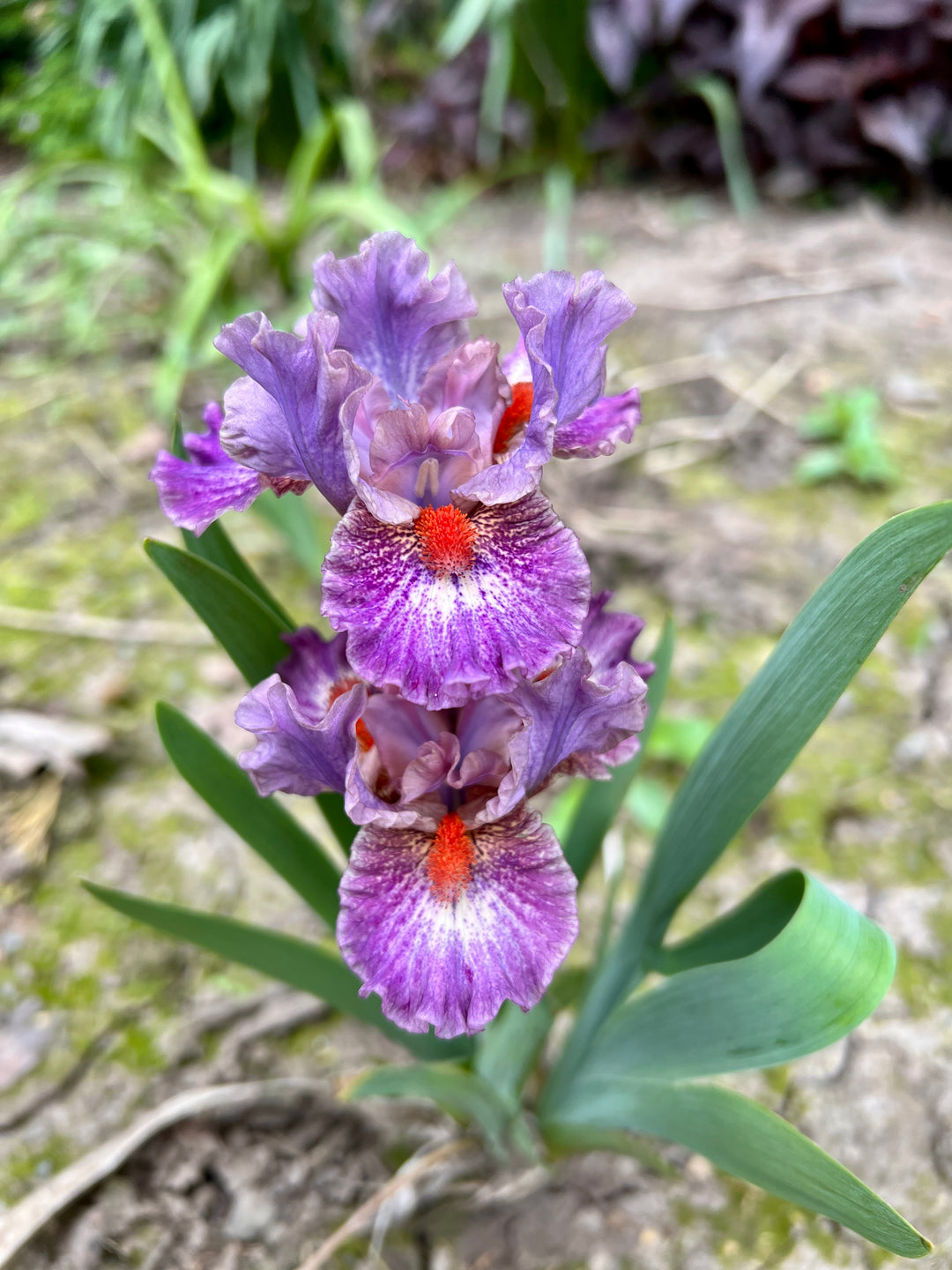 Flirty Girl | Dwarf Bearded Iris – Schreiner's Gardens