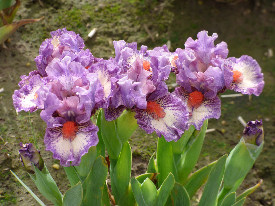 Flirty Girl | Dwarf Bearded Iris – Schreiner's Gardens