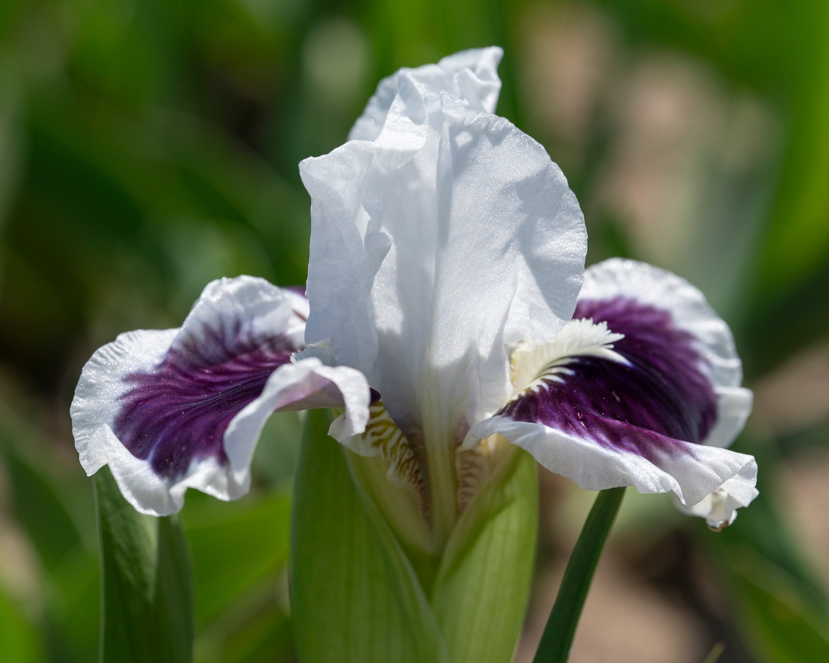 For Grape's Sake | Dwarf Bearded Iris – Schreiner's Gardens
