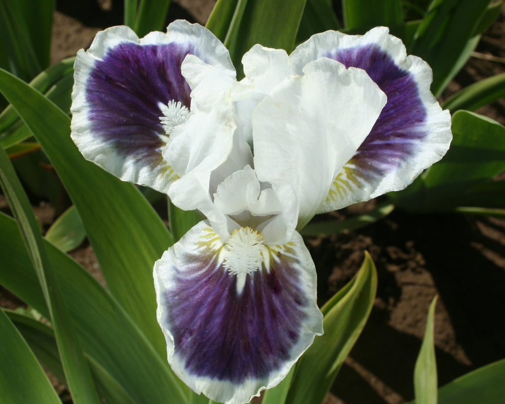 For Grape's Sake | Dwarf Bearded Iris – Schreiner's Gardens