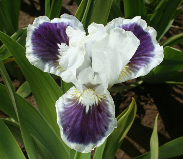 For Grape's Sake | Dwarf Bearded Iris – Schreiner's Gardens