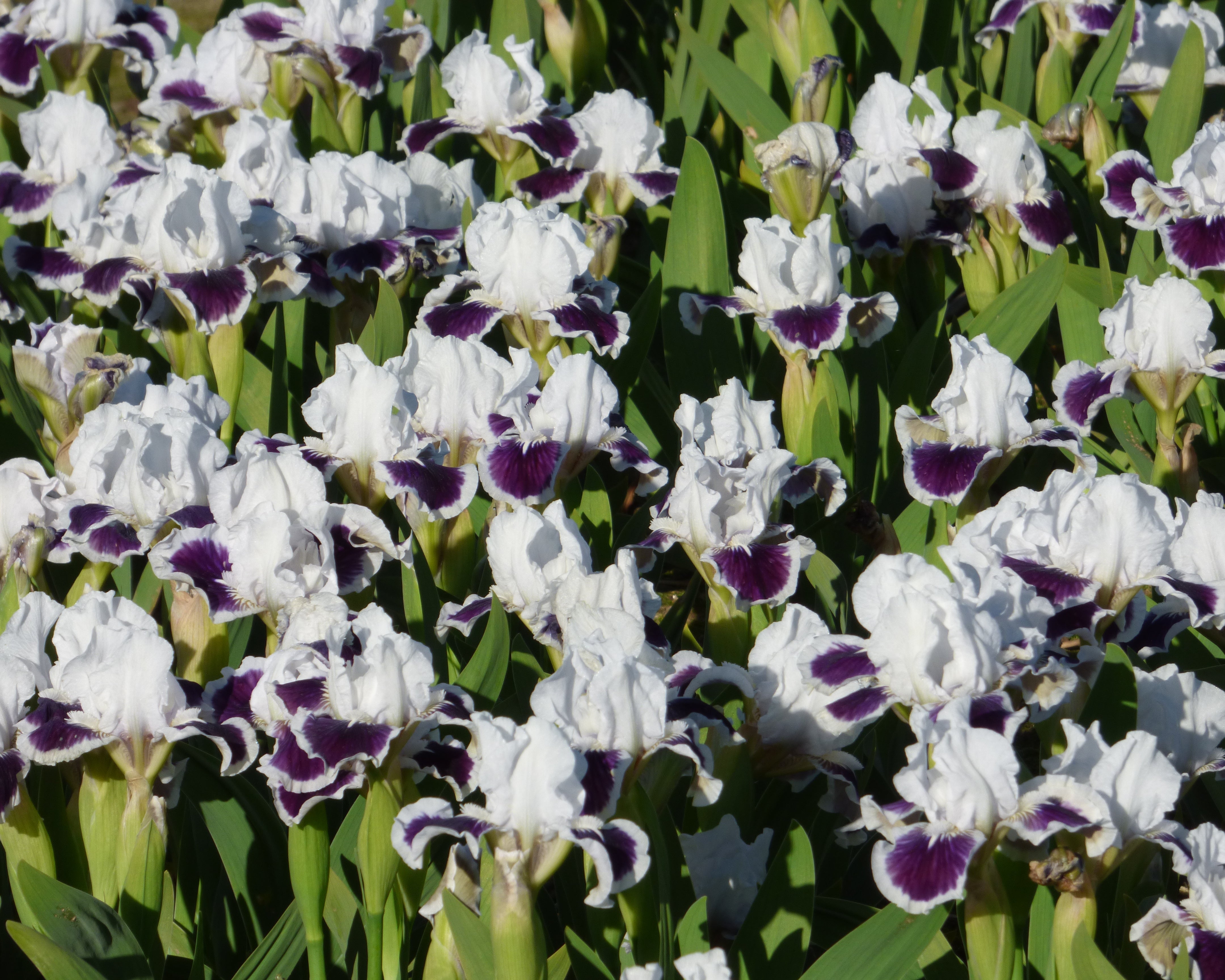 For Grape's Sake | Dwarf Bearded Iris – Schreiner's Gardens