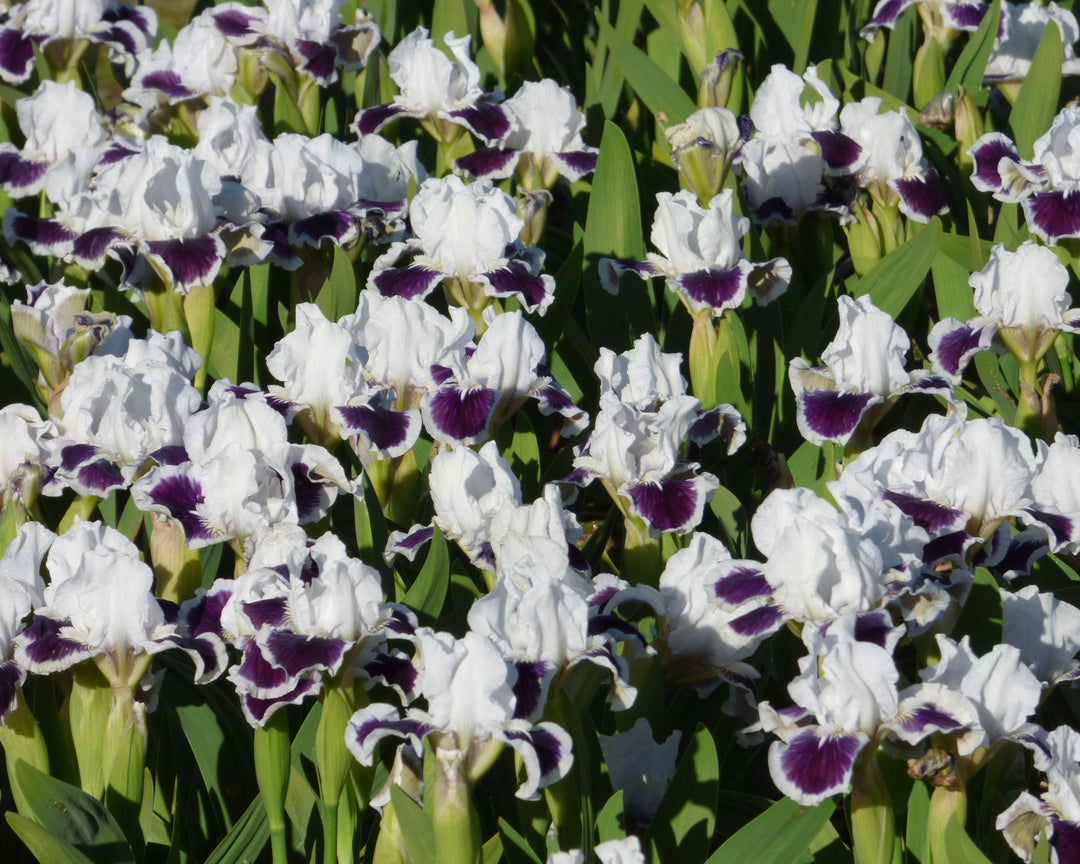 For Grape's Sake | Dwarf Bearded Iris – Schreiner's Gardens
