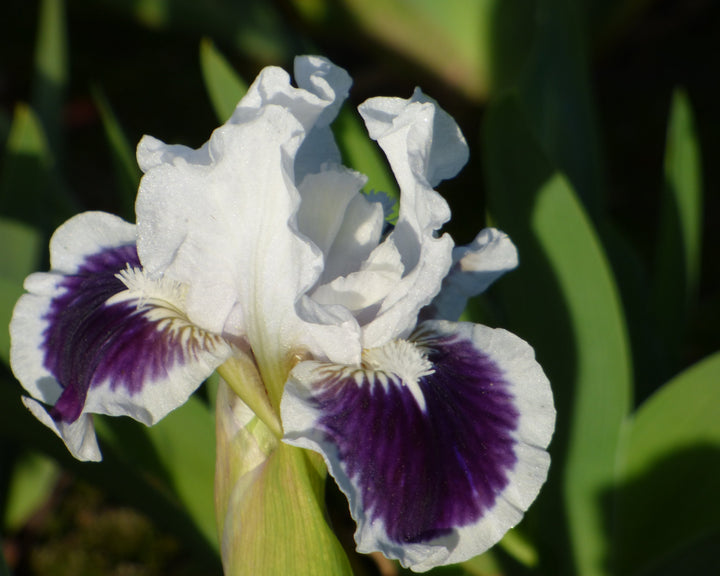 For Grape's Sake | Dwarf Bearded Iris – Schreiner's Gardens