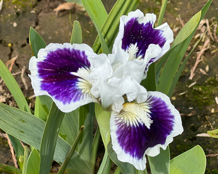 For Grape's Sake | Dwarf Bearded Iris – Schreiner's Gardens