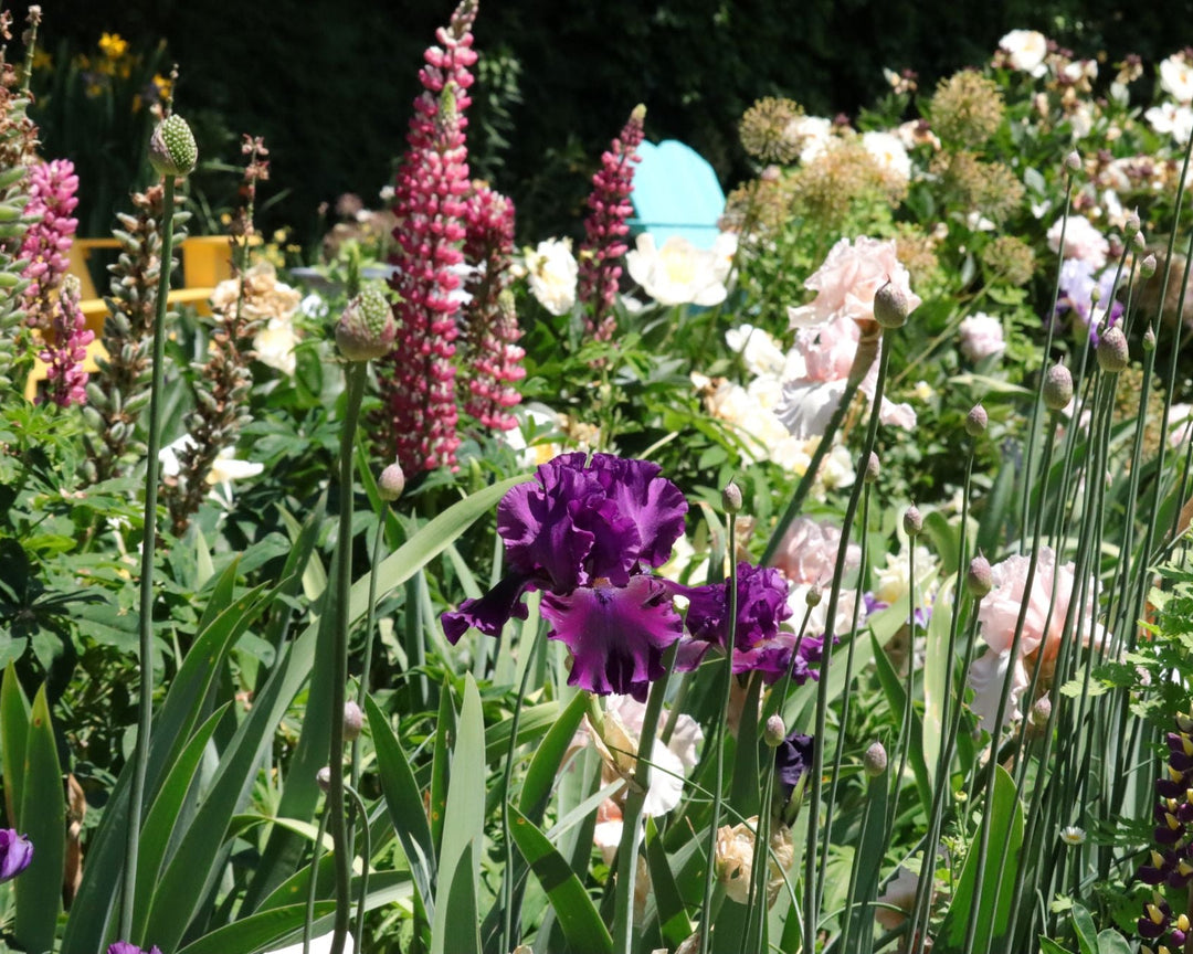 For Veronica | Tall Bearded Iris – Schreiner's Gardens