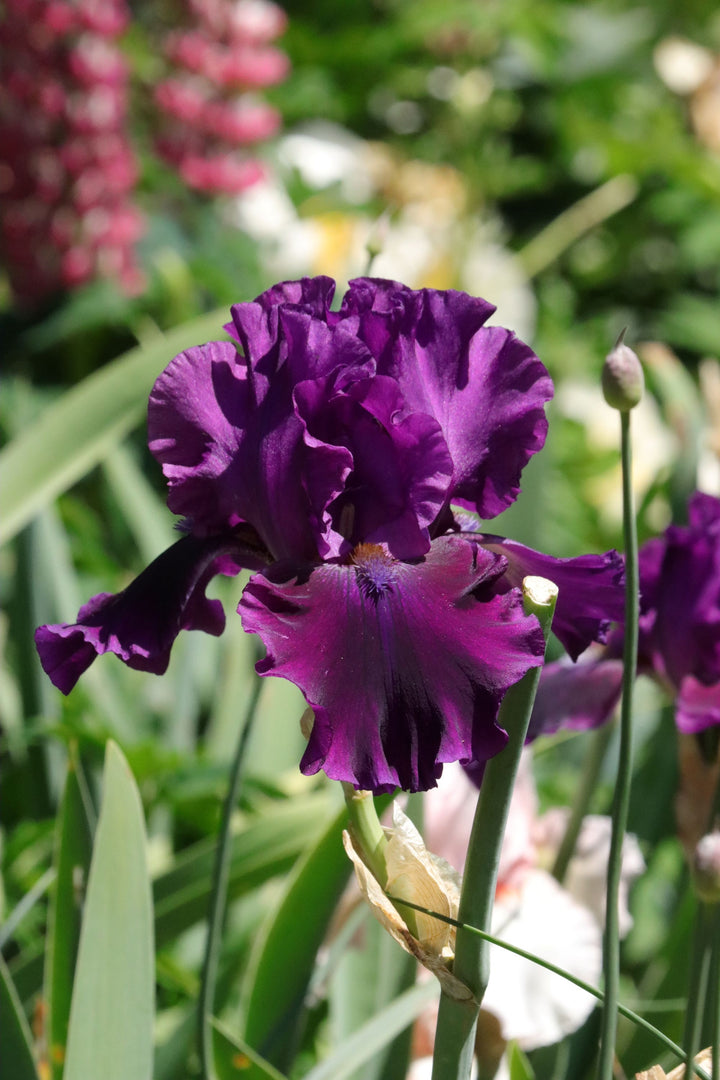 For Veronica | Tall Bearded Iris – Schreiner's Gardens