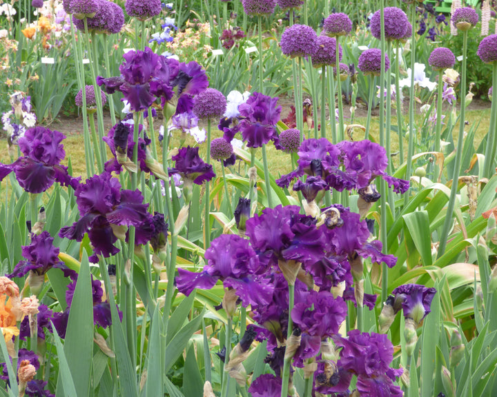 For Veronica | Tall Bearded Iris – Schreiner's Gardens