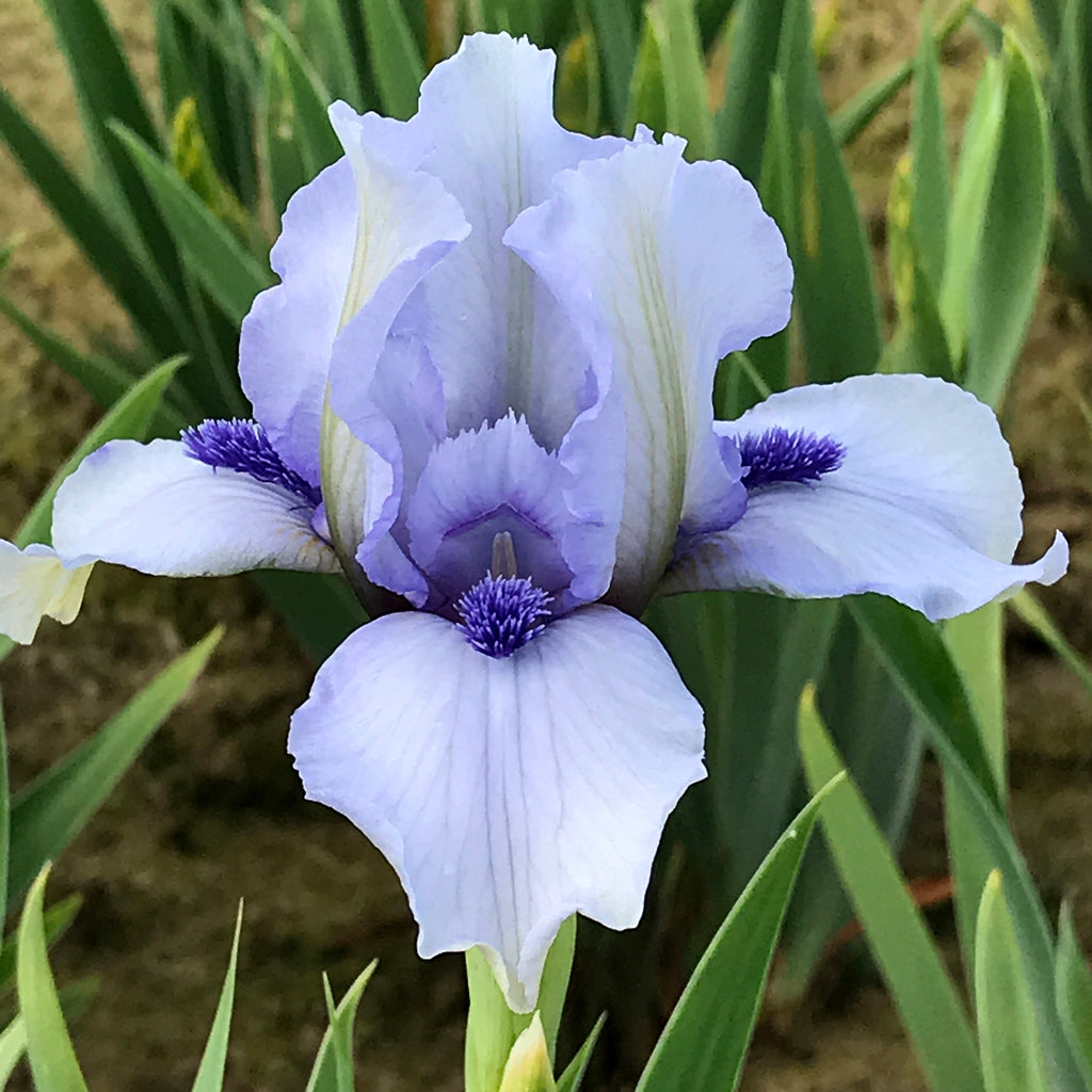 Schreiner's Gardens Forever Blue