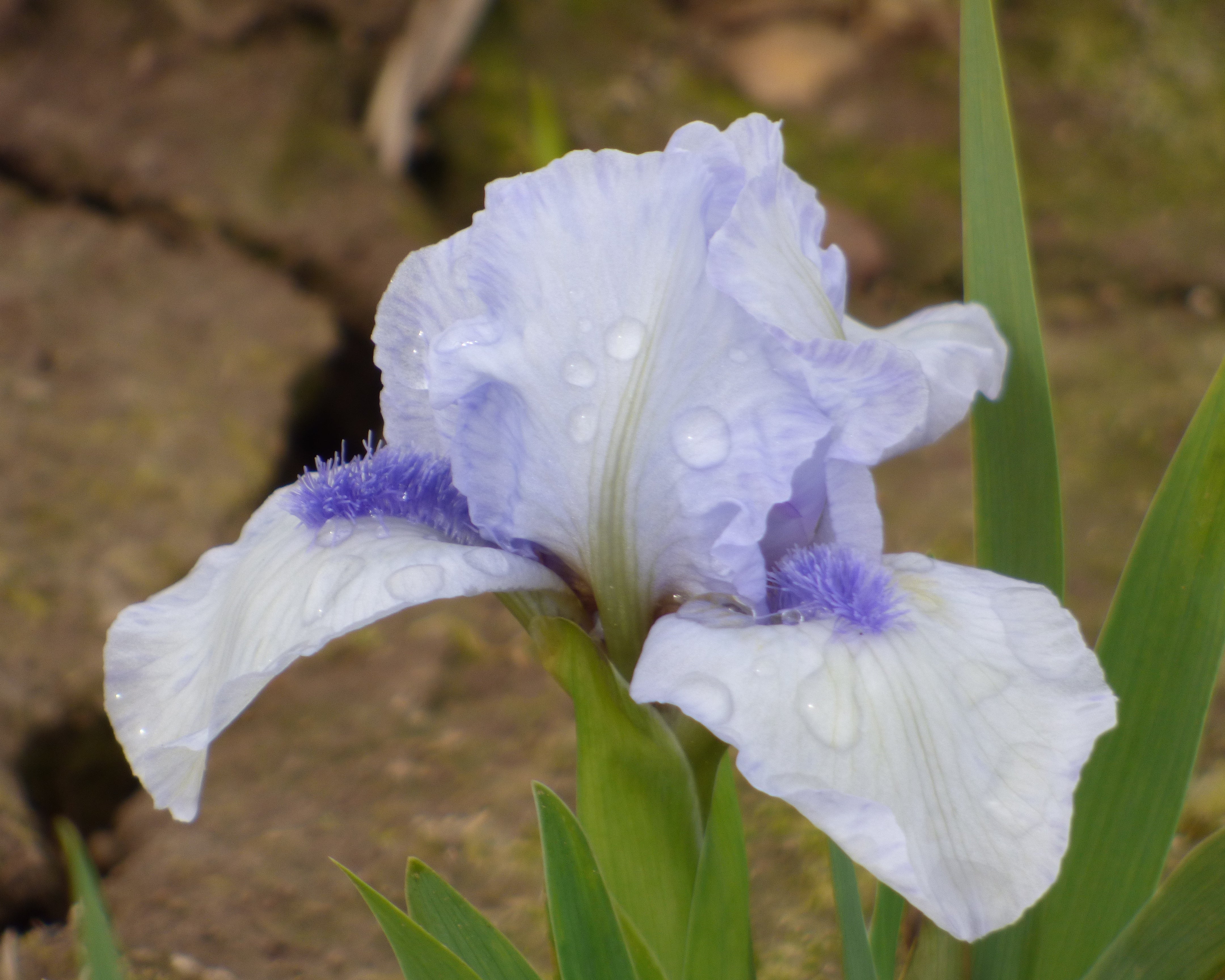 Forever Blue | Dwarf Bearded Iris – Schreiner's Gardens