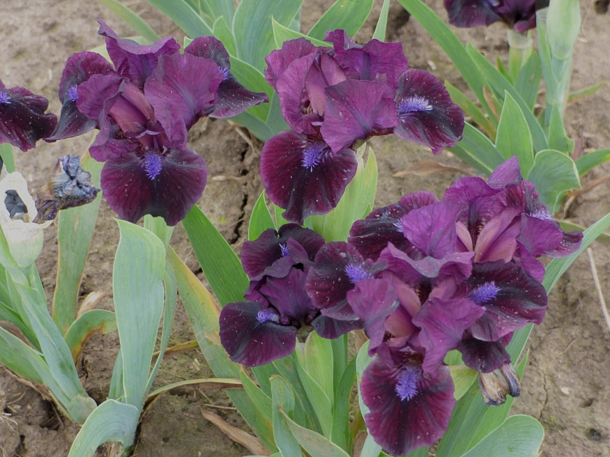 Frankenberry – Schreiner's Gardens