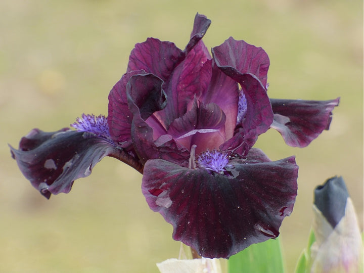 Frankenberry – Schreiner's Gardens