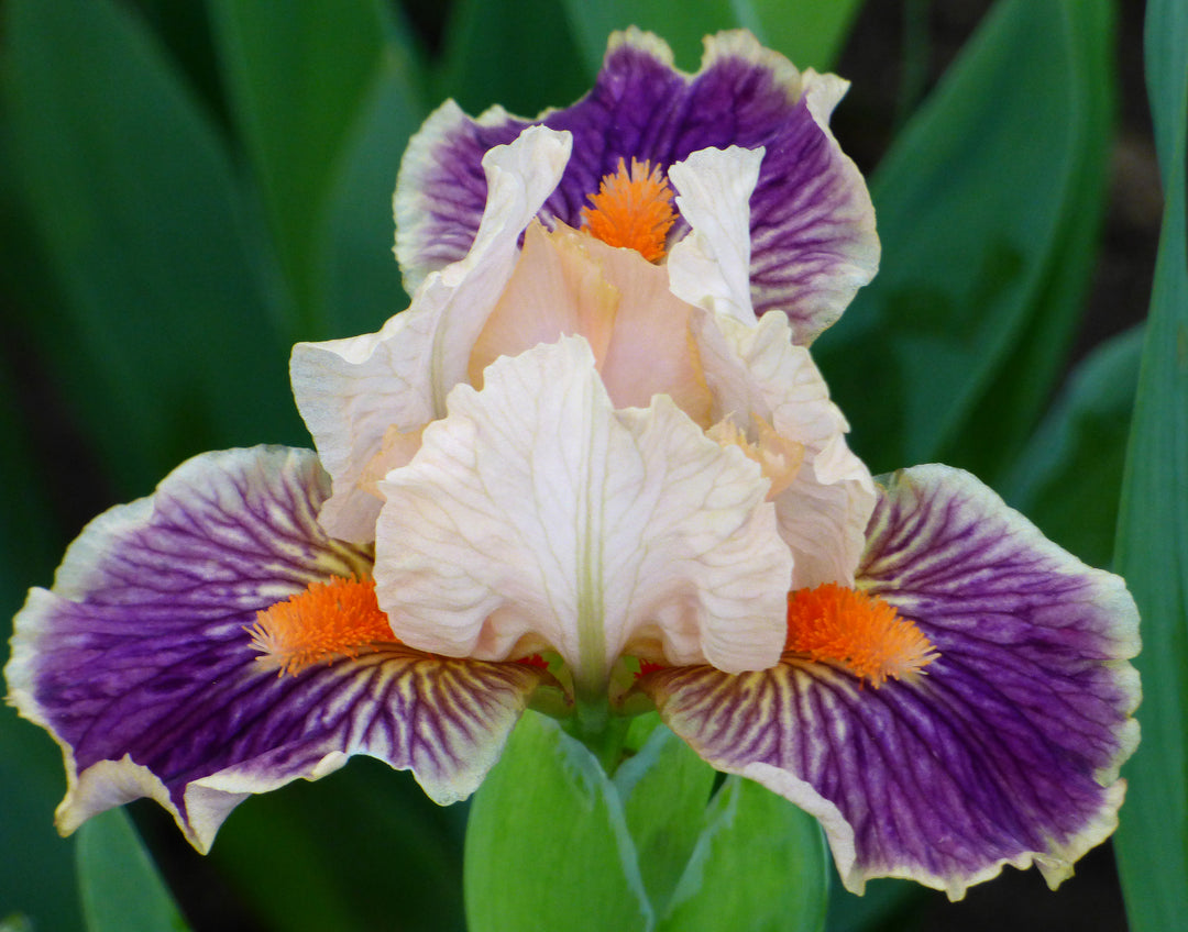 Franky | Dwarf Bearded Iris – Schreiner's Gardens