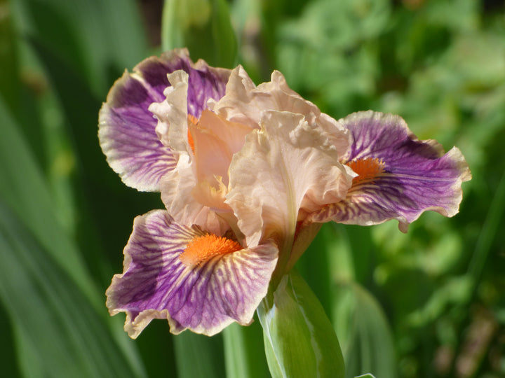 Franky | Dwarf Bearded Iris – Schreiner's Gardens