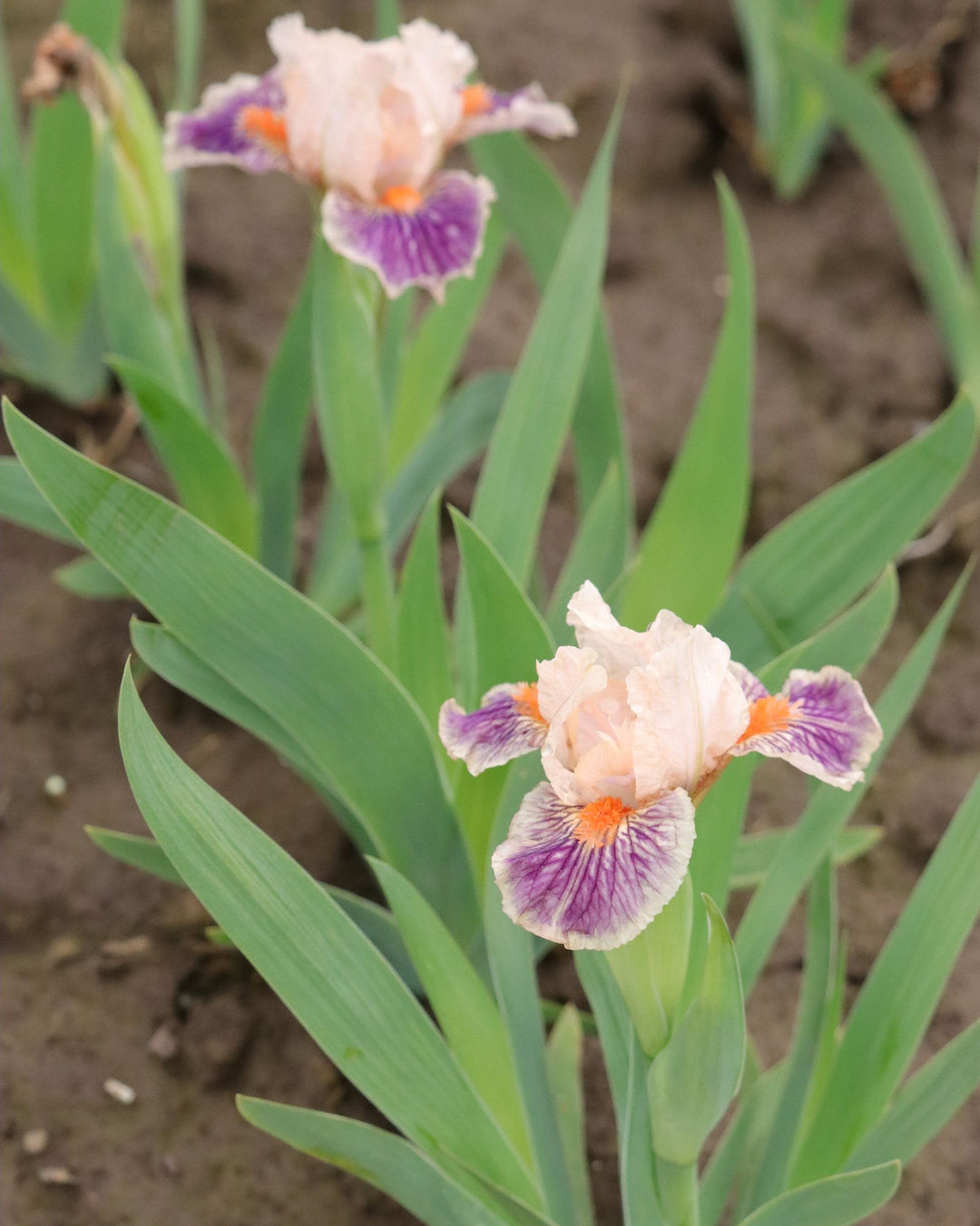 Franky | Dwarf Bearded Iris – Schreiner's Gardens