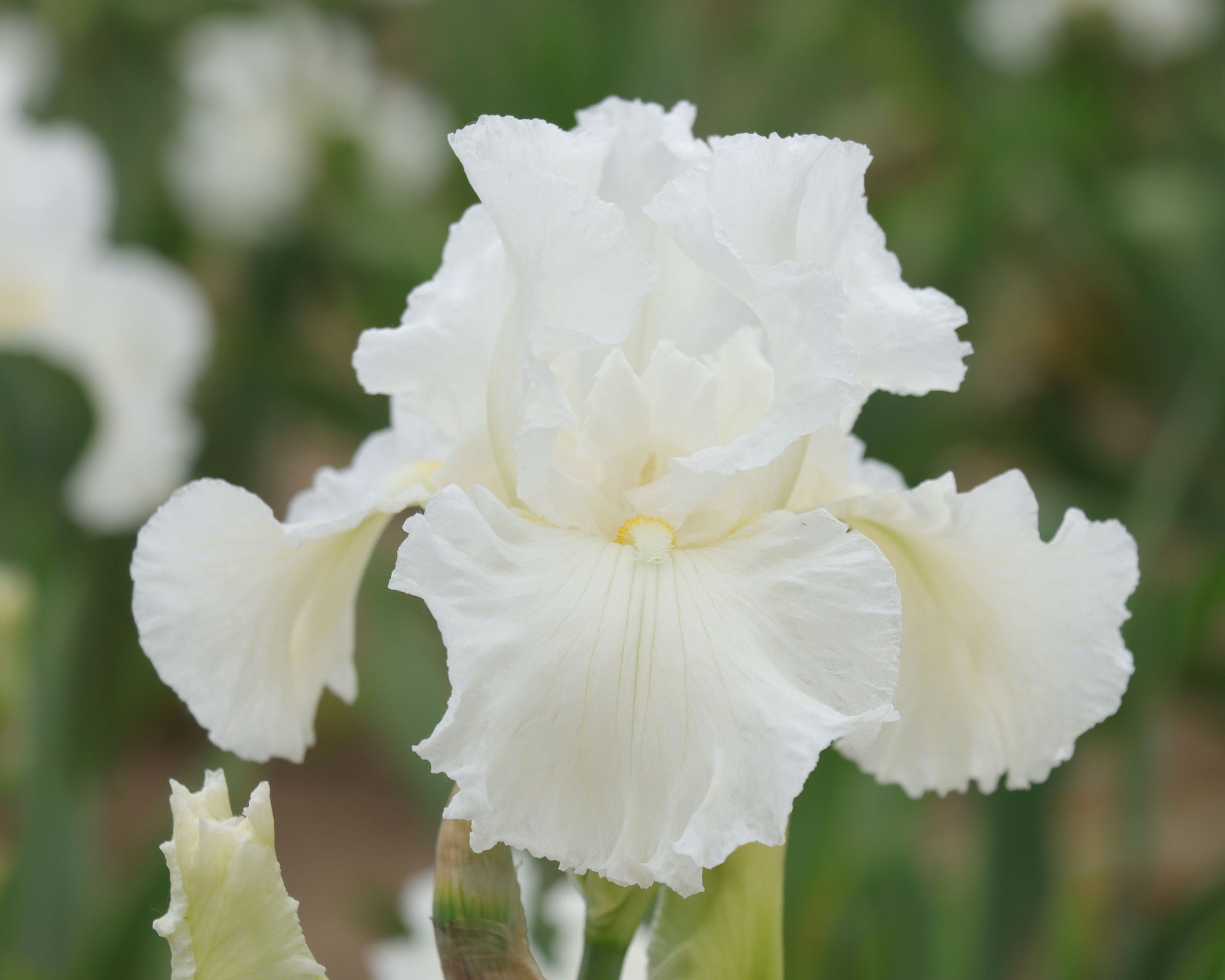 Close-up of ‘Frequent Flyer’ iris in full bloom, showcasing ruffled warm white petals and vivid yellow beards against a blurred green background with foliage and other irises.