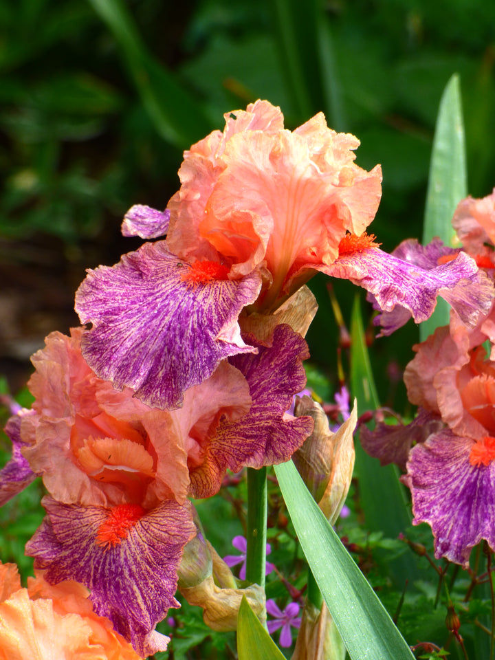 Frisky Frolic | Intermediate Bearded Iris – Schreiner's Gardens Frisky Frolic | Intermediate Bearded Iris – Schreiner's Gardens