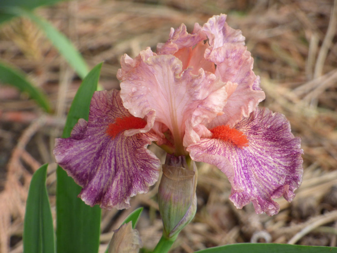 アイカツフレンズ BFR.FR.PR.R.CP.N.プロモ 約150枚 カード Frisky Frolic | Intermediate Bearded Iris – Schreiner's Gardens