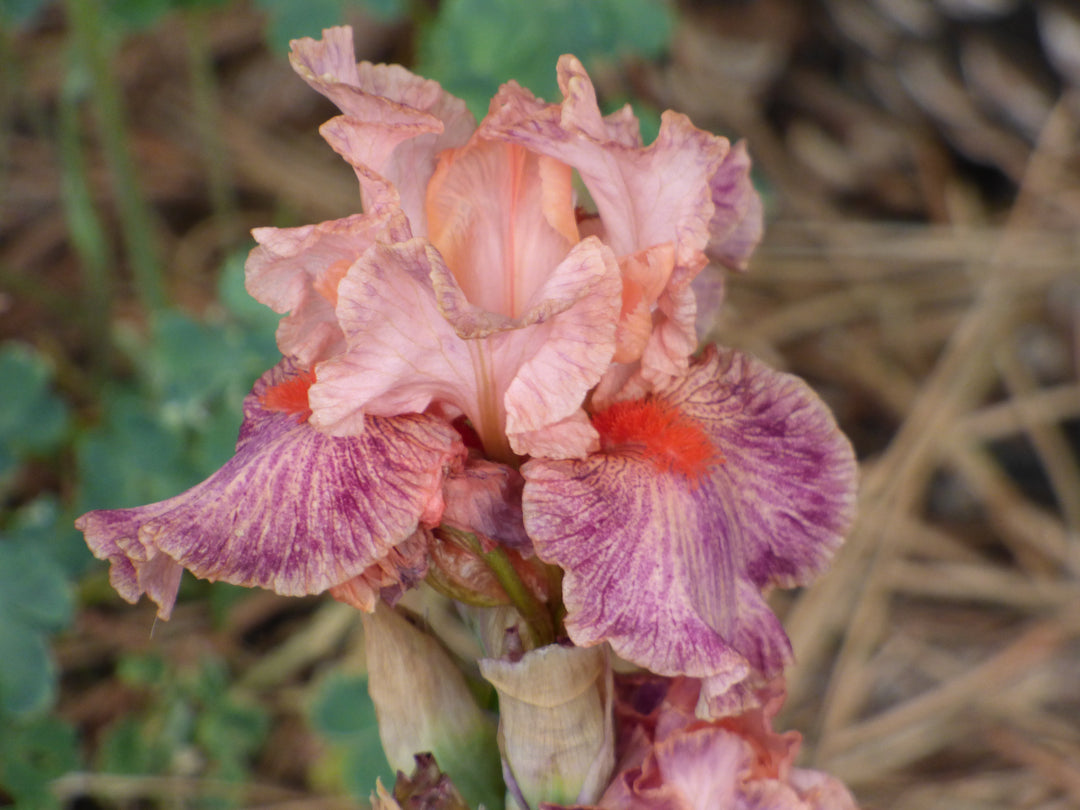 Frisky Frolic | Intermediate Bearded Iris – Schreiner's Gardens