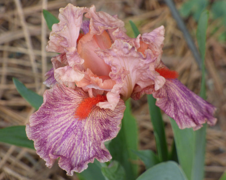 Frisky Frolic | Intermediate Bearded Iris – Schreiner's Gardens