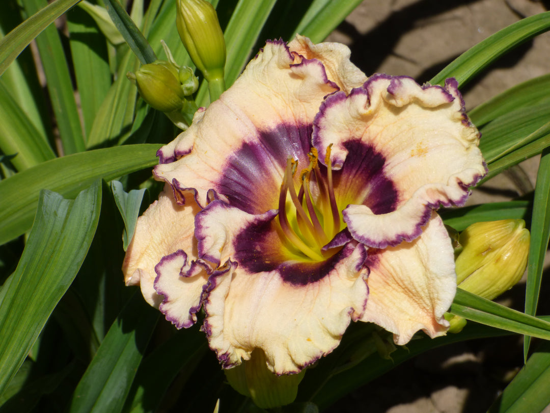 Frosty Elegance | Spring Daylily Catalog – Schreiner's Gardens
