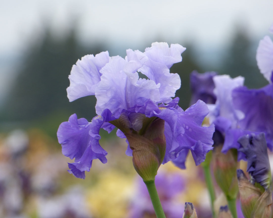 Full Ride| Tall Bearded Iris – Schreiner's Gardens