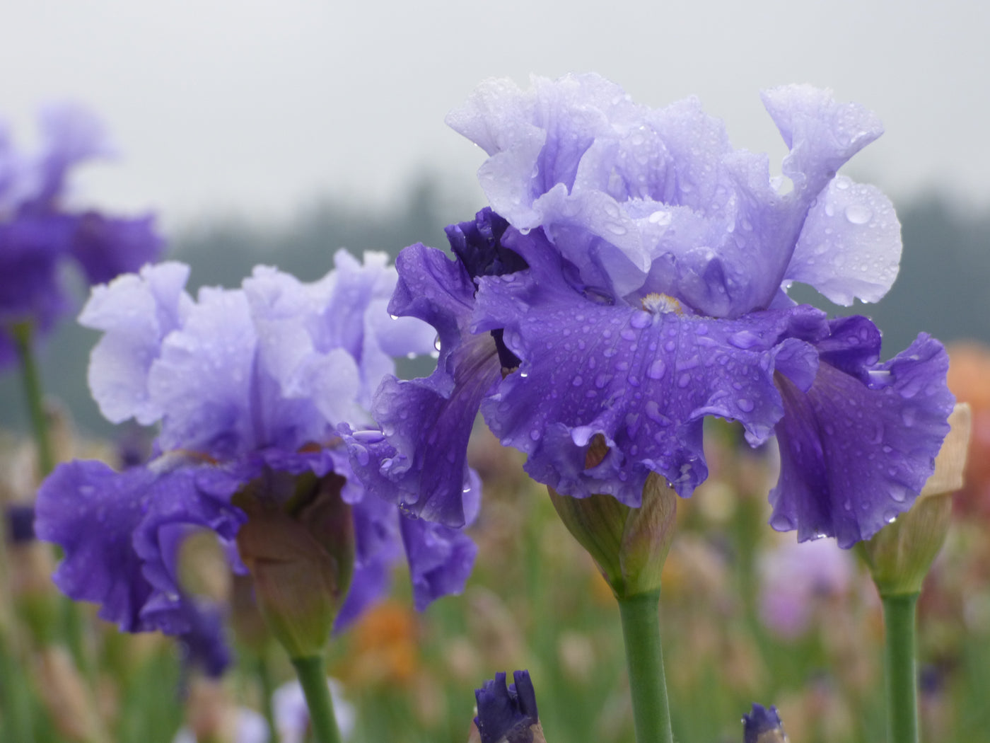 Full Ride| Tall Bearded Iris – Schreiner's Gardens