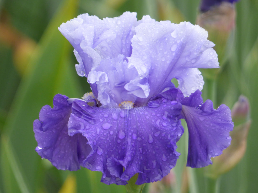 Full Ride| Tall Bearded Iris – Schreiner's Gardens