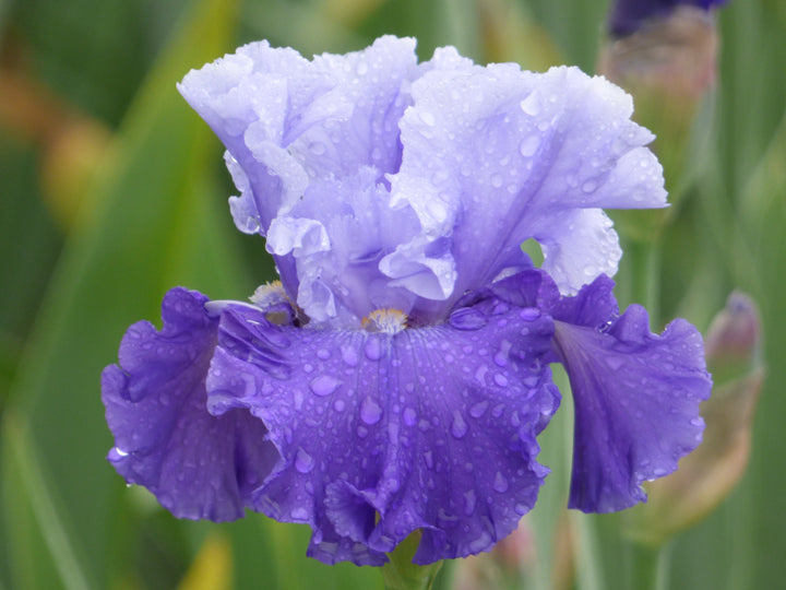 Full Ride| Tall Bearded Iris – Schreiner's Gardens