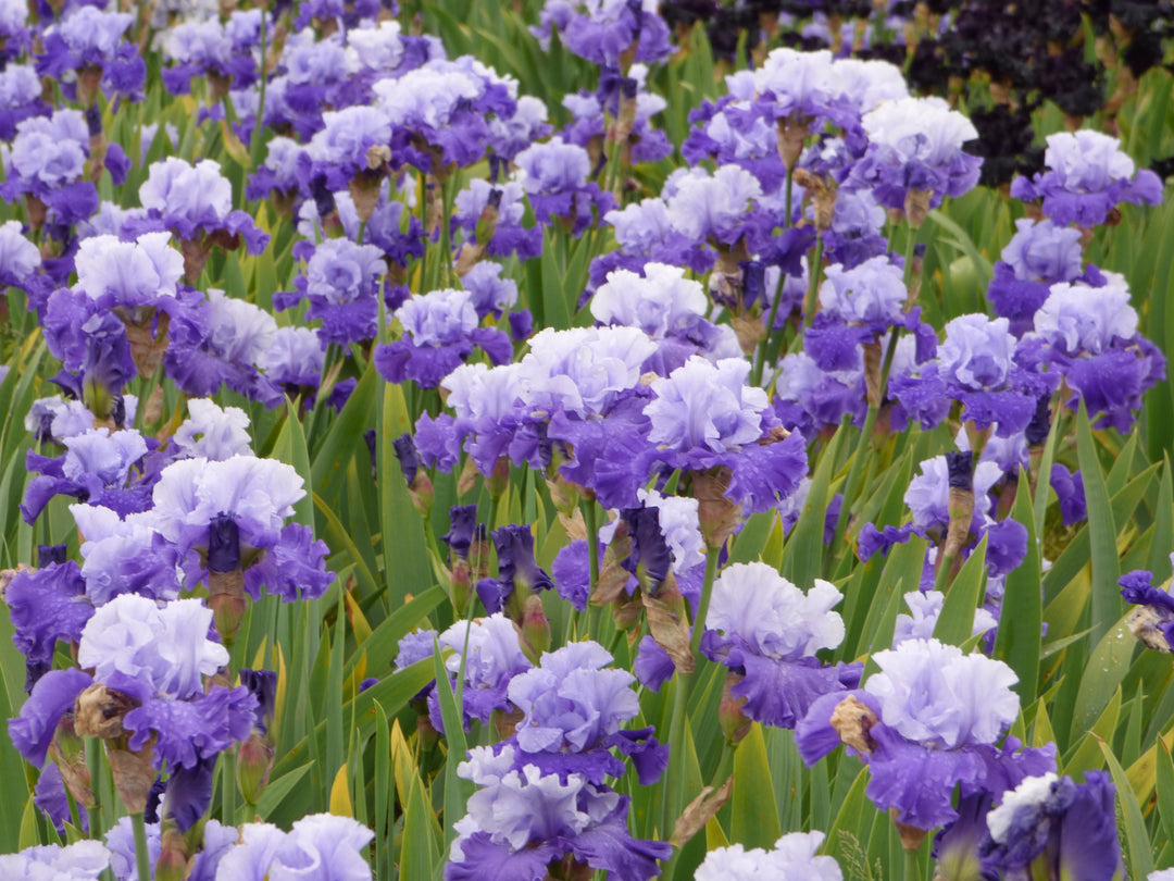 Full Ride| Tall Bearded Iris – Schreiner's Gardens