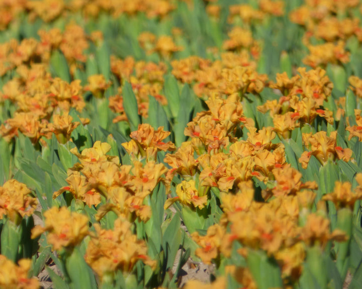Fuzzy Slippers | Dwarf Bearded Iris – Schreiner's Gardens