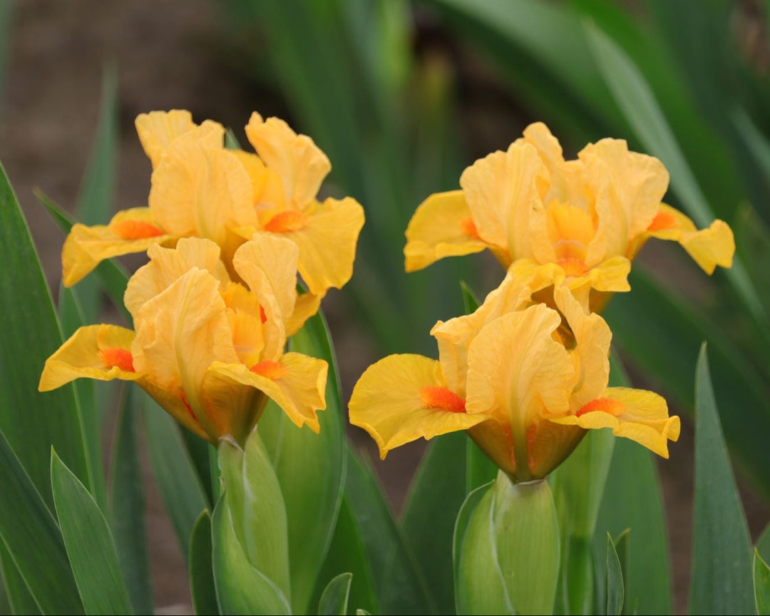 クレインズ　Cranes　シューゲイザーロリータライドマイブラオアシスレコード Fuzzy Slippers | Dwarf Bearded Iris – Schreiner's Gardens