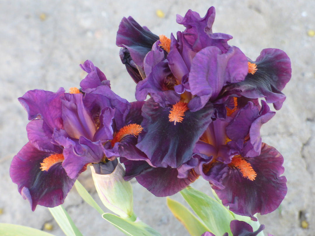 Sharp Dressed Boy | Dwarf Bearded Iris – Schreiner's Gardens