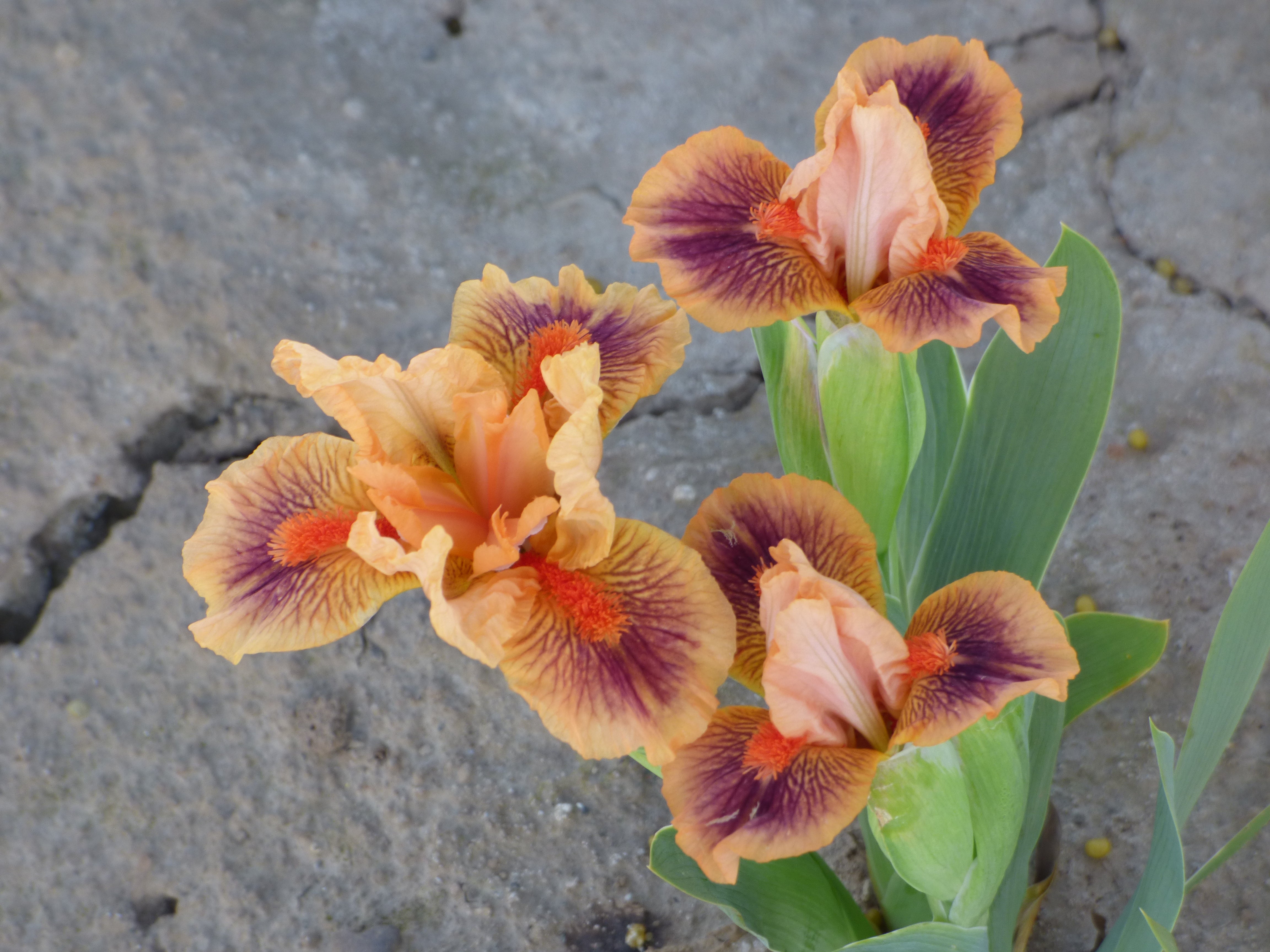 Bear's Ears | Dwarf Bearded Iris – Schreiner's Gardens