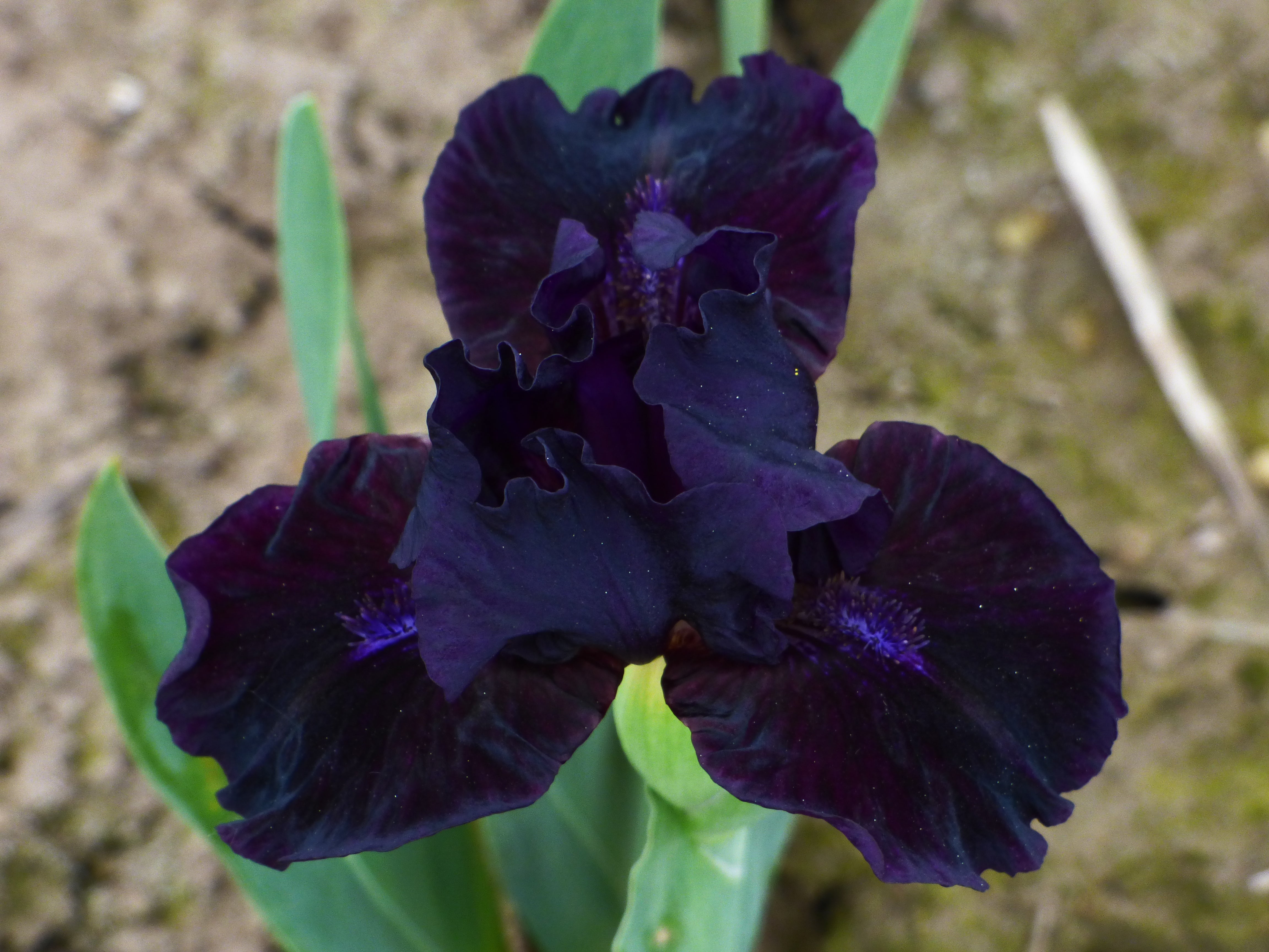 Mink River | Dwarf Bearded Iris – Schreiner's Gardens