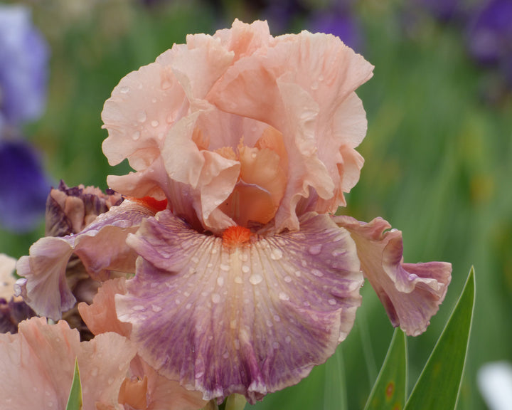 Girls Got Rhythm – Schreiner's Gardens