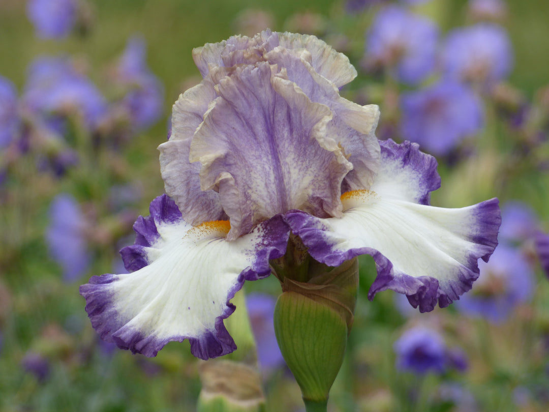 Grays Peak | Tall Bearded Iris – Schreiner's Gardens