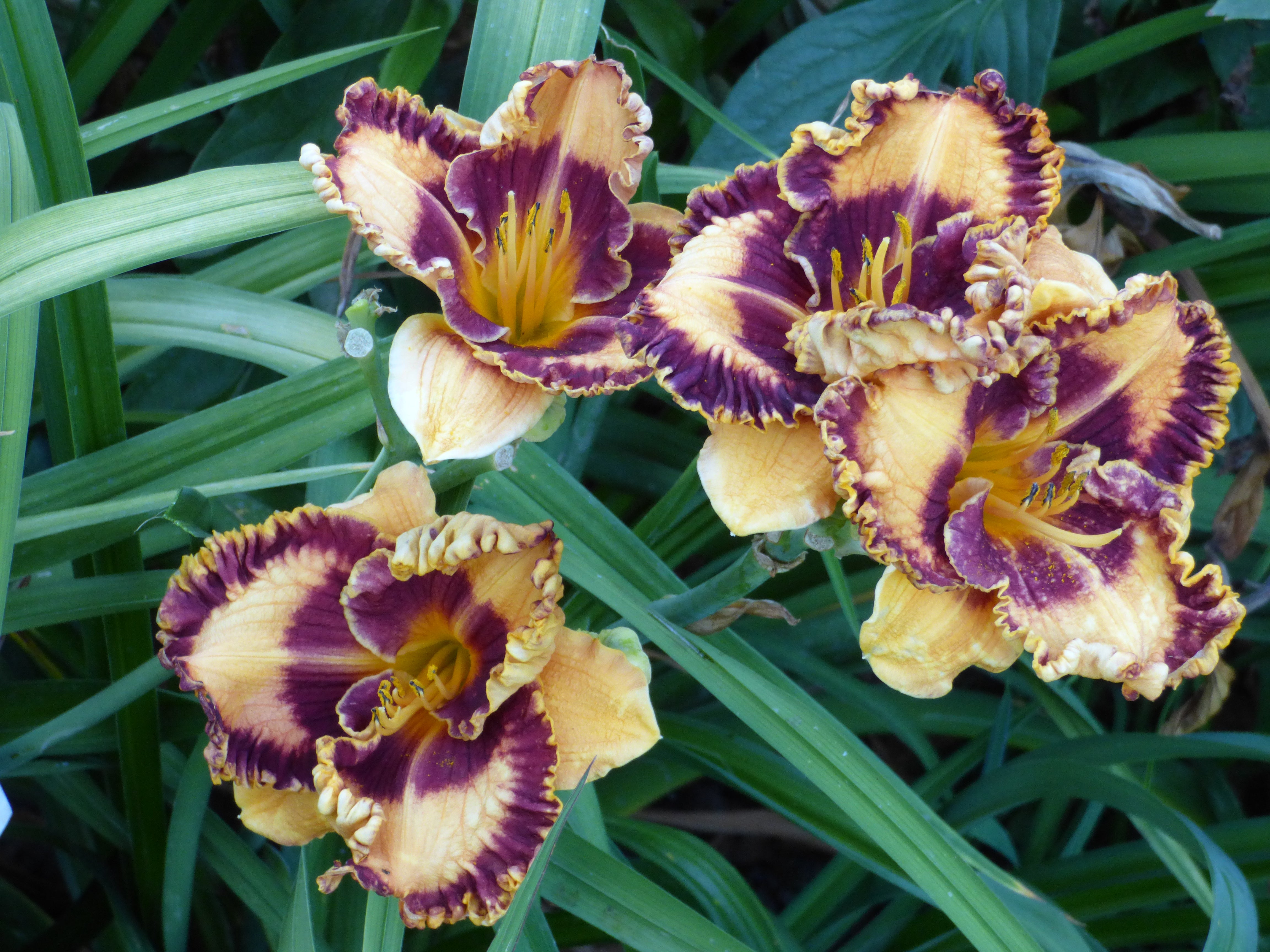 希少　Stadler Form Lillyリリィ丸オレンジサーキュレーター　レア Griffin Miller | Spring Daylily Catalog – Schreiner's Gardens