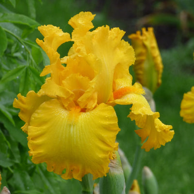 Yellow Iris Bouquet