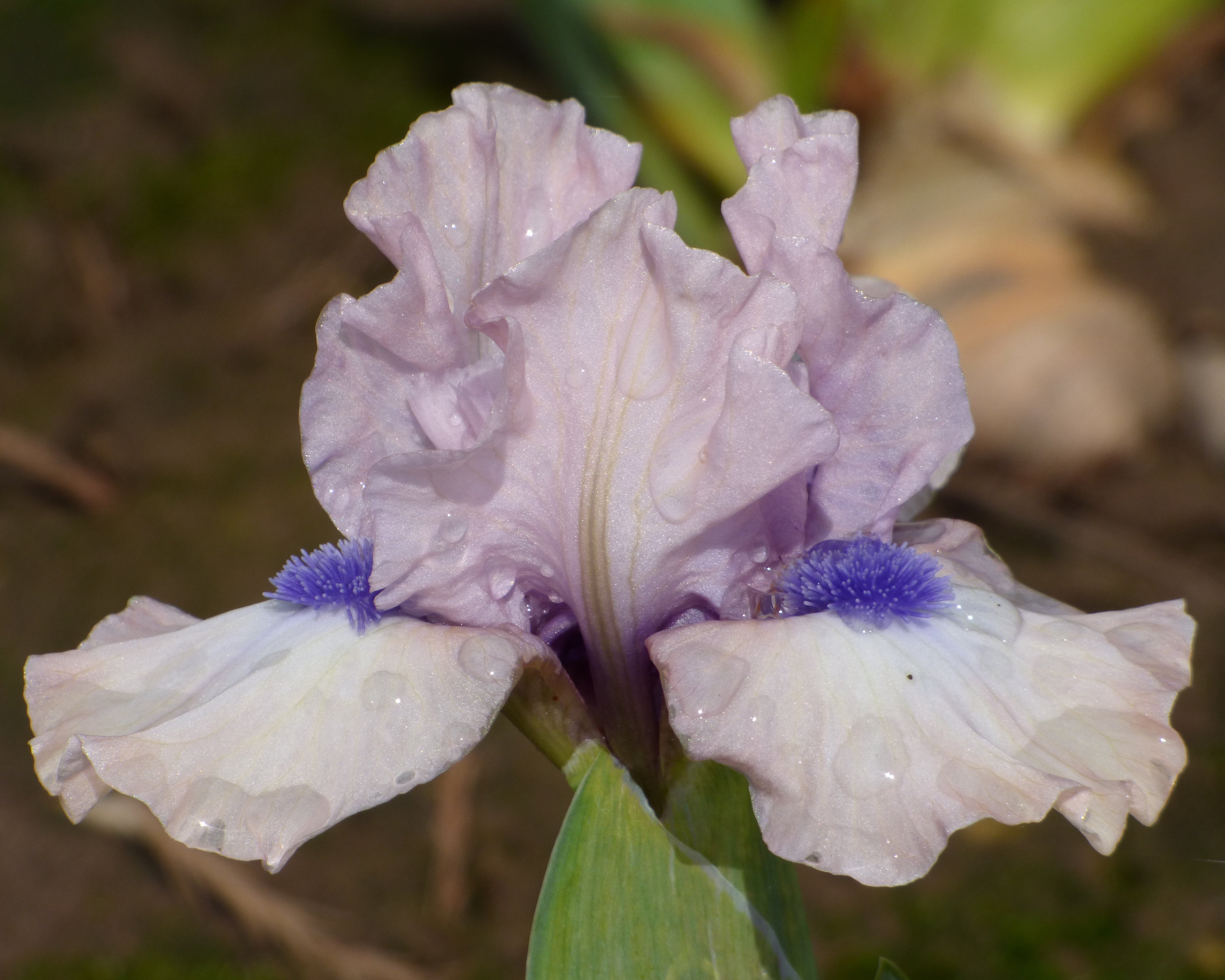 Gate to Paradise | Dwarf Bearded Iris – Schreiner's Gardens