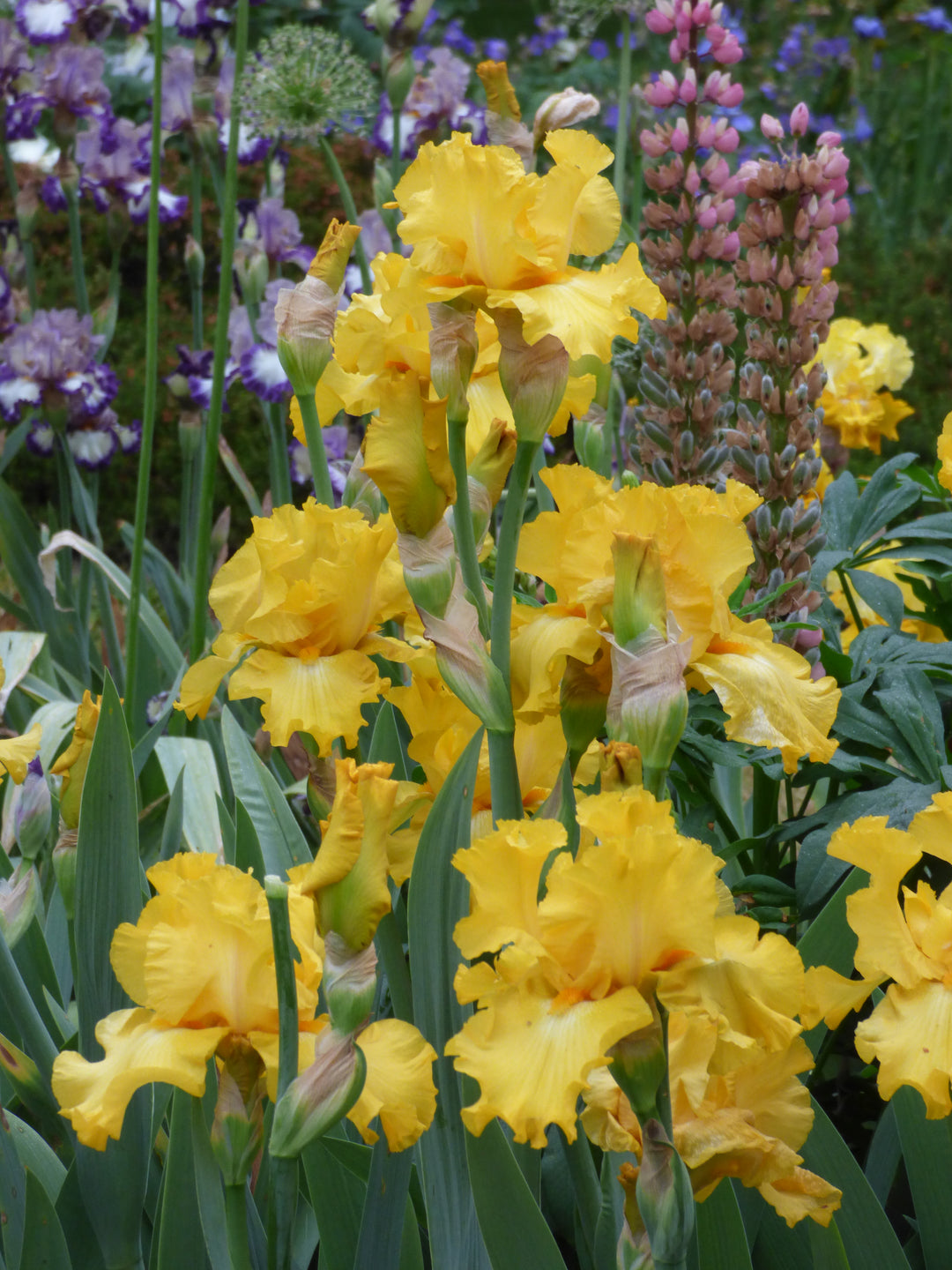 Gatsby | Tall Bearded Iris – Schreiner's Gardens