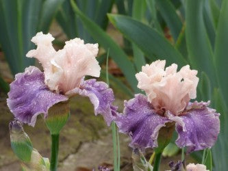 Champagne Dream – Schreiner's Gardens
