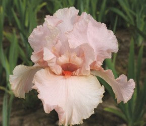 Peggy Sue – Schreiner's Gardens