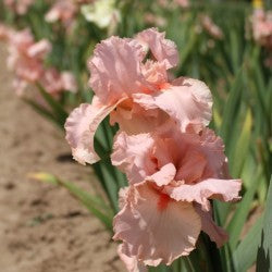 Peggy Sue – Schreiner's Gardens