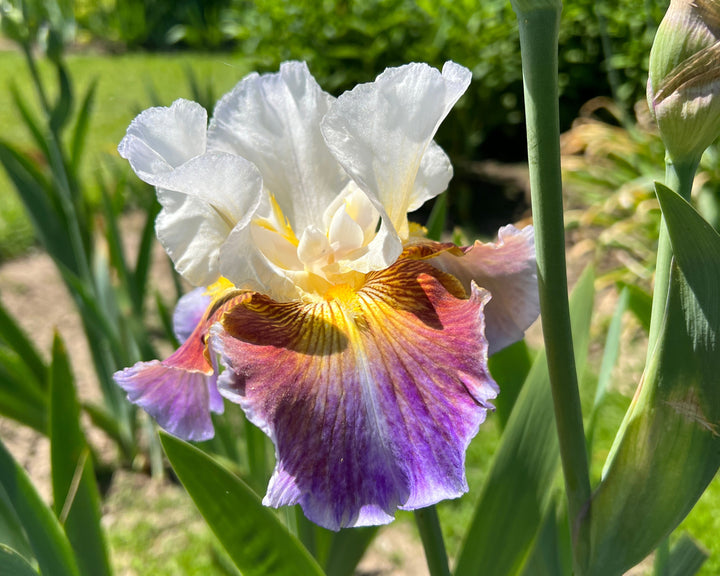 Get Back | Tall Bearded Iris – Schreiner's Gardens