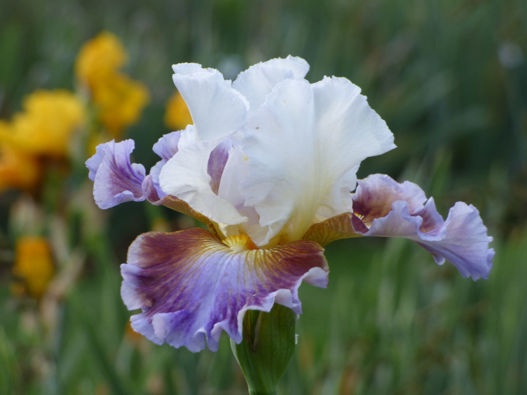 Get Back | Tall Bearded Iris – Schreiner's Gardens