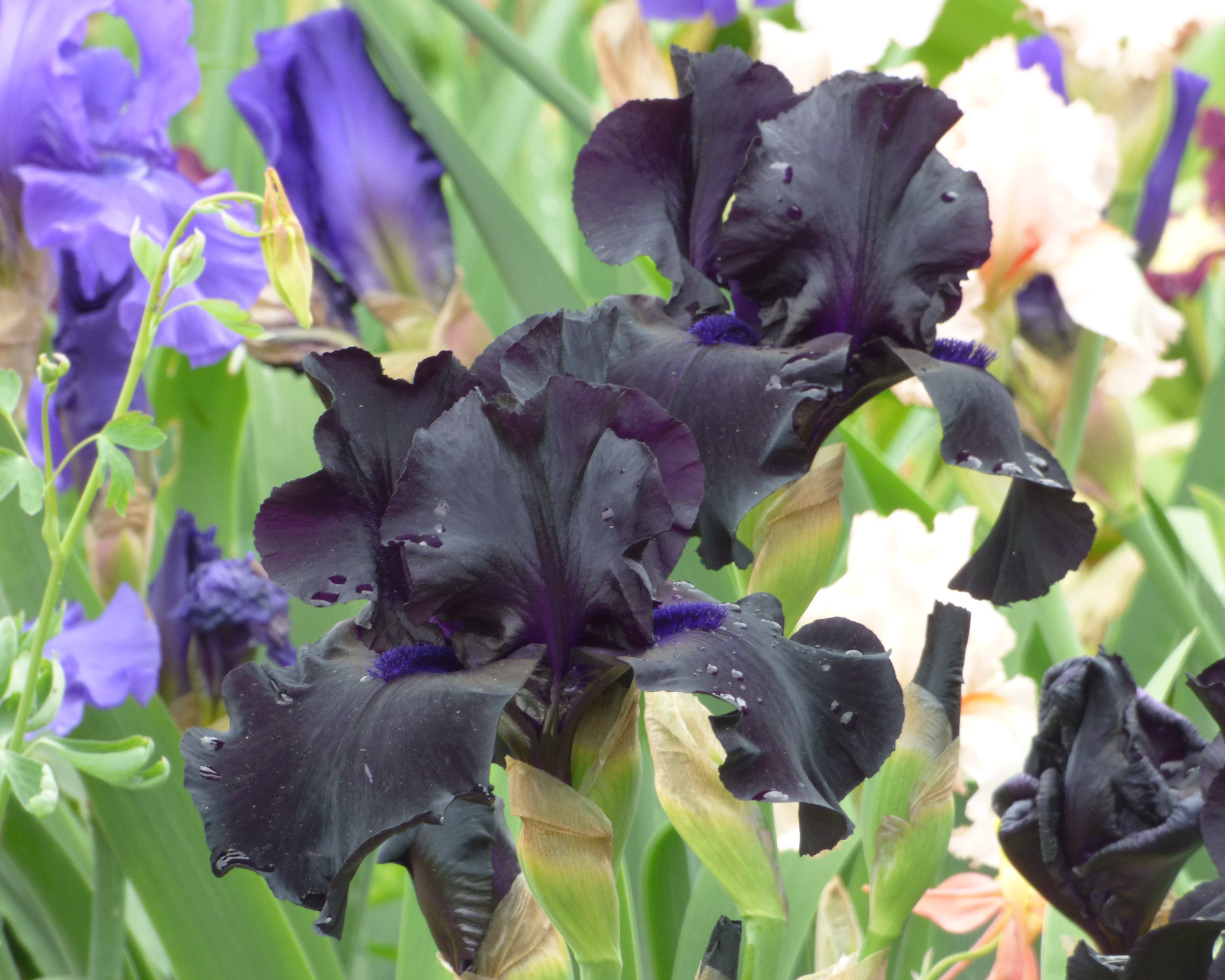 IRIS 006 TR　C-GP　56□15-135　黒色系　BLACK系 Ghost Train | Tall Bearded Iris – Schreiner's Gardens