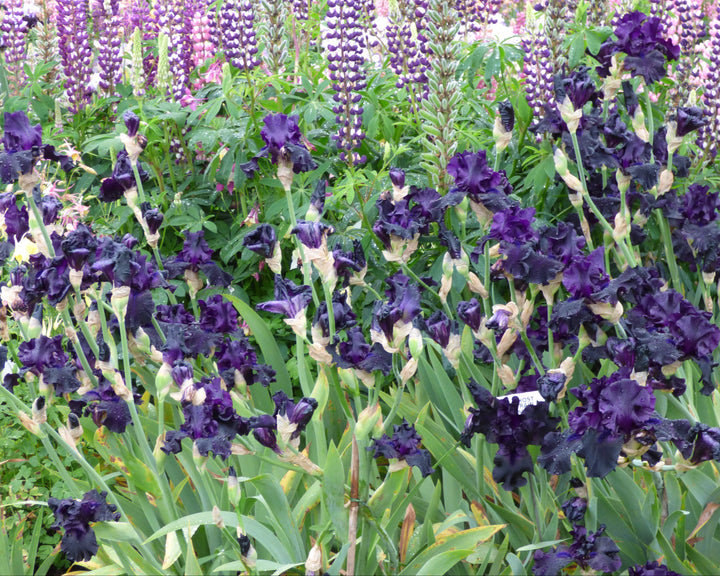 Ghost Train | Tall Bearded Iris – Schreiner's Gardens