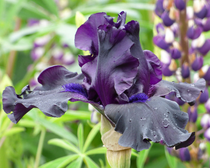 Ghost Train | Tall Bearded Iris – Schreiner's Gardens